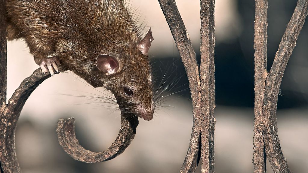 Vecinos de Vallecas se declaran "desesperados" ante brote de ratas y "sin solución válida" a la vista
