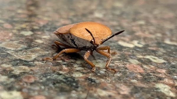 Aumenta la plaga de chinches en España