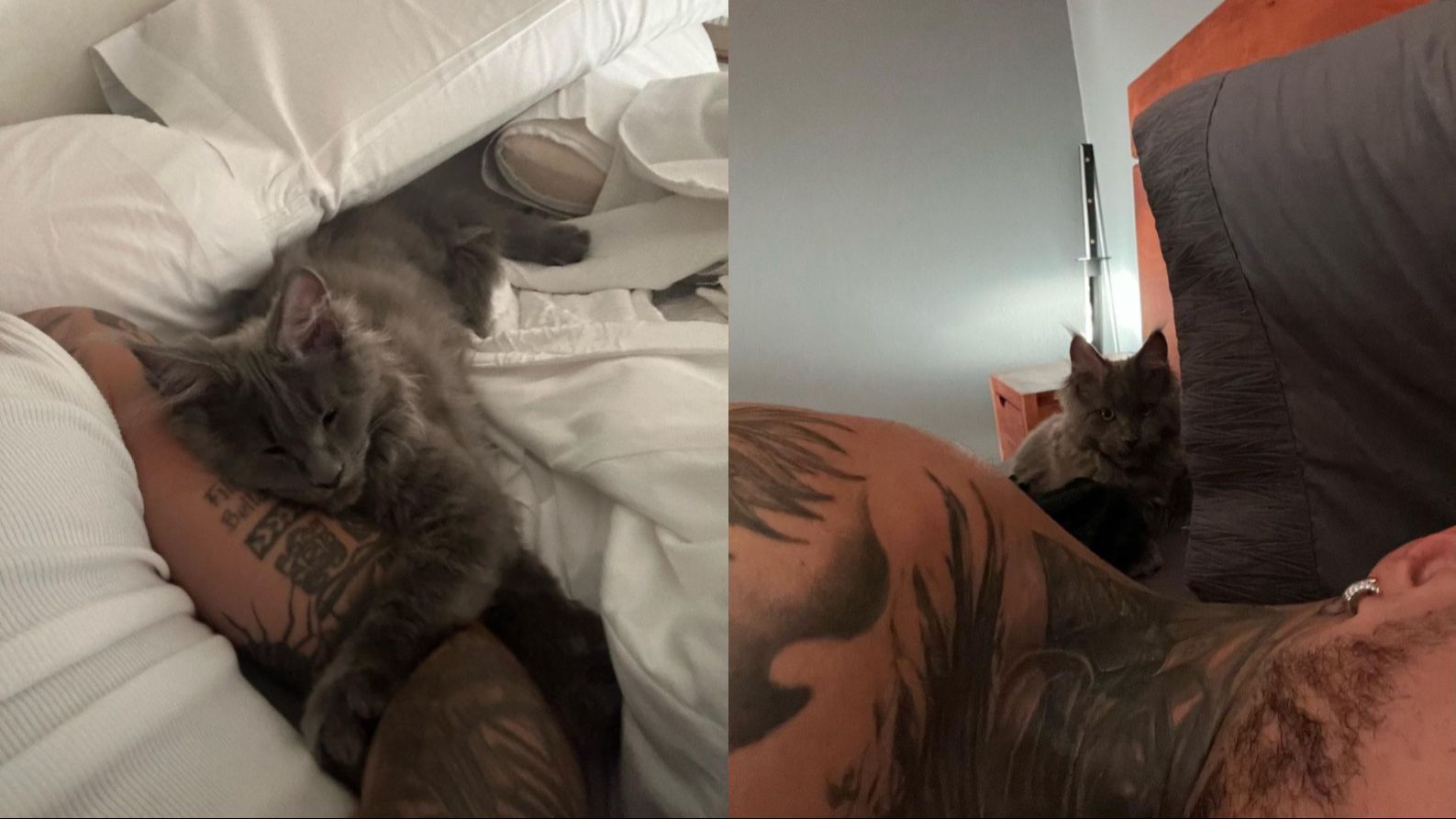 Gato de Rauw