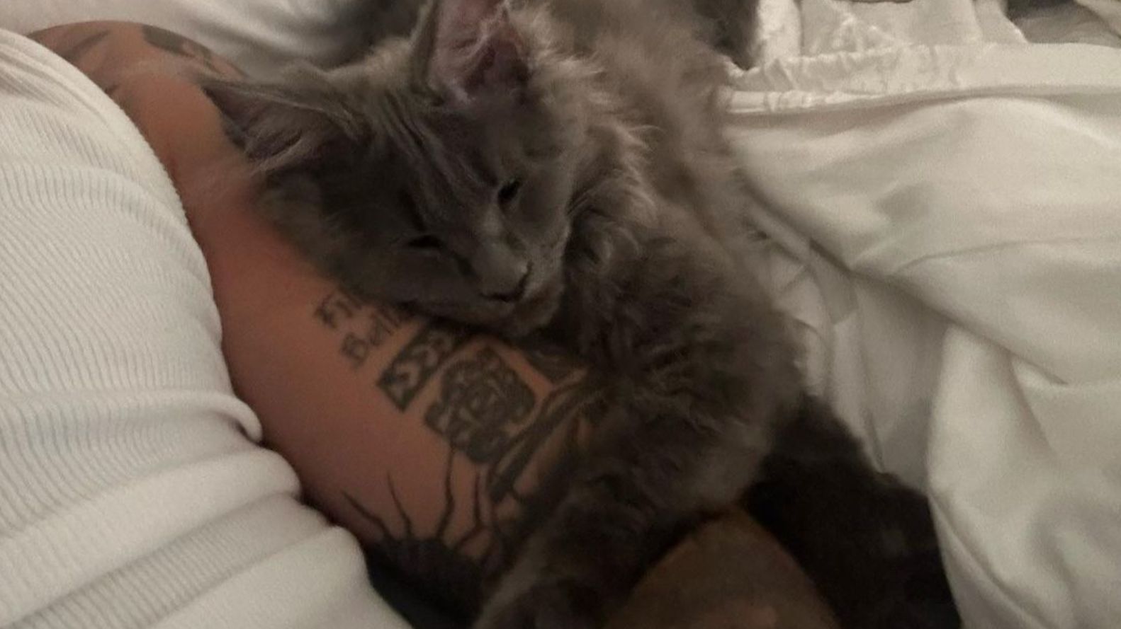 Gato de Rauw