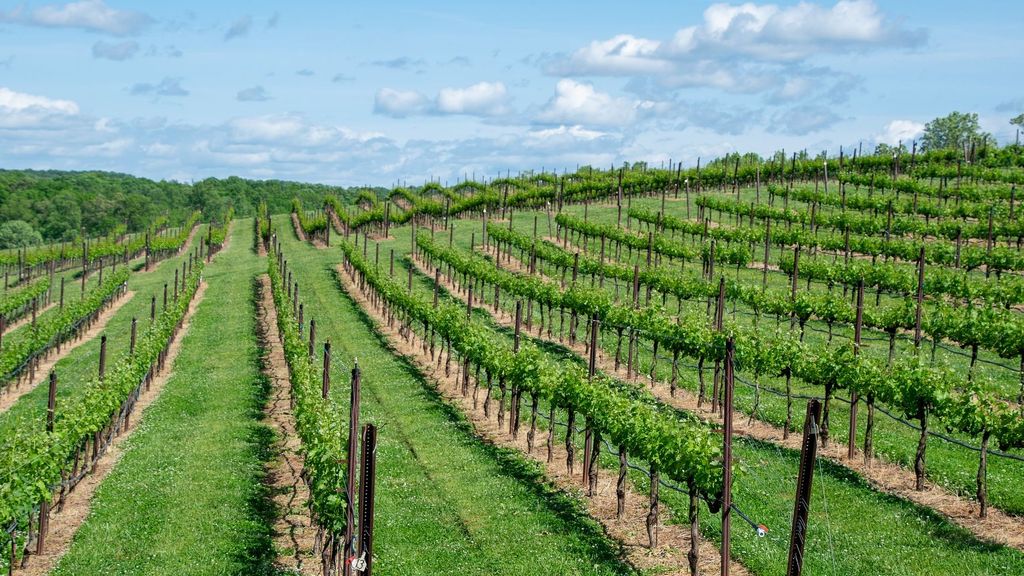 Viñedos en el sur de Francia