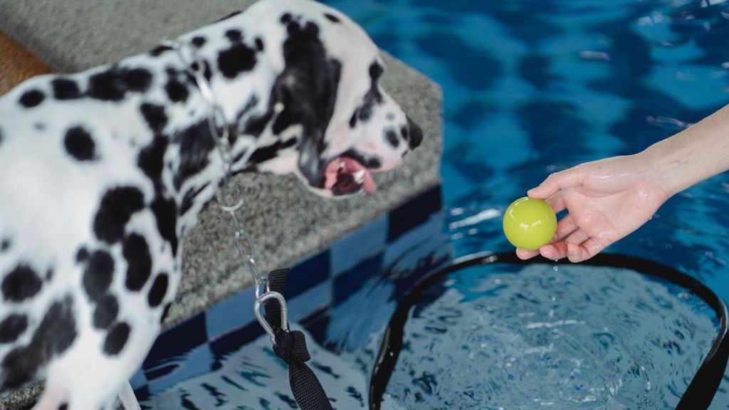  Monta un circuito divertido y seguro para tu perro