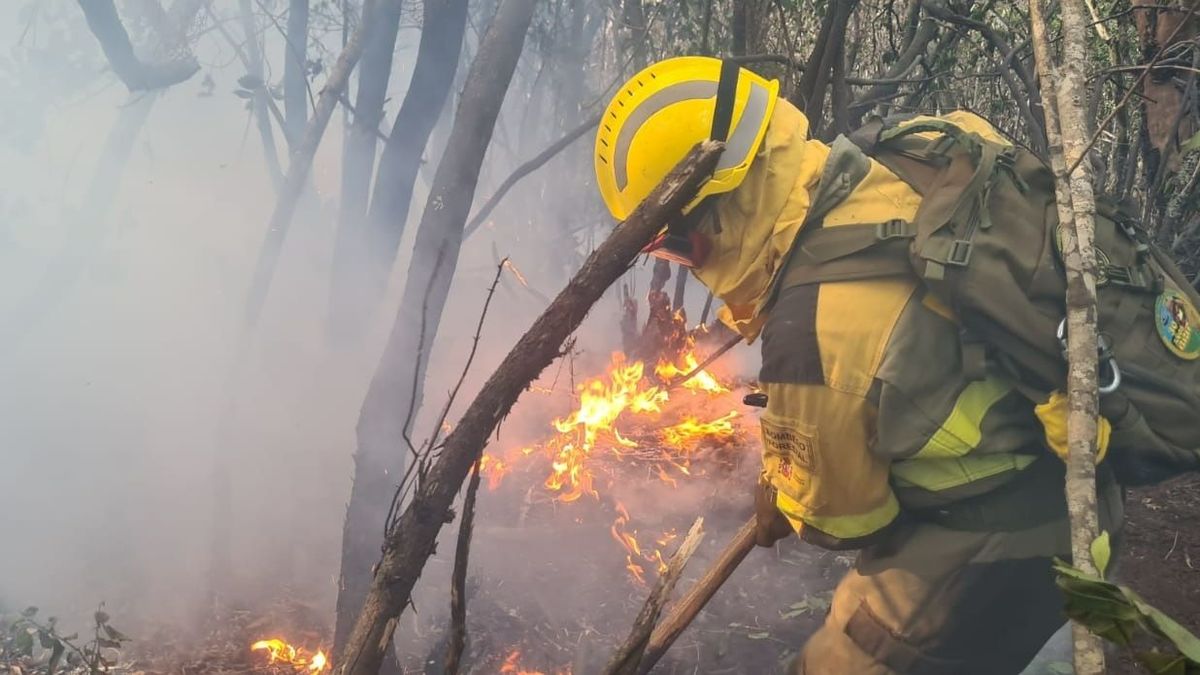 Canarias declara el nivel 2 del incendio de Tenerife para activar a la UME