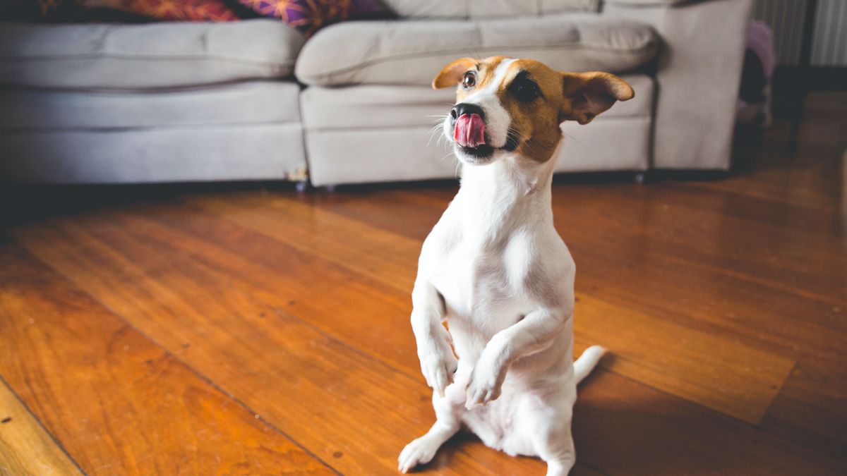 Monta un circuito divertido y seguro para tu perro