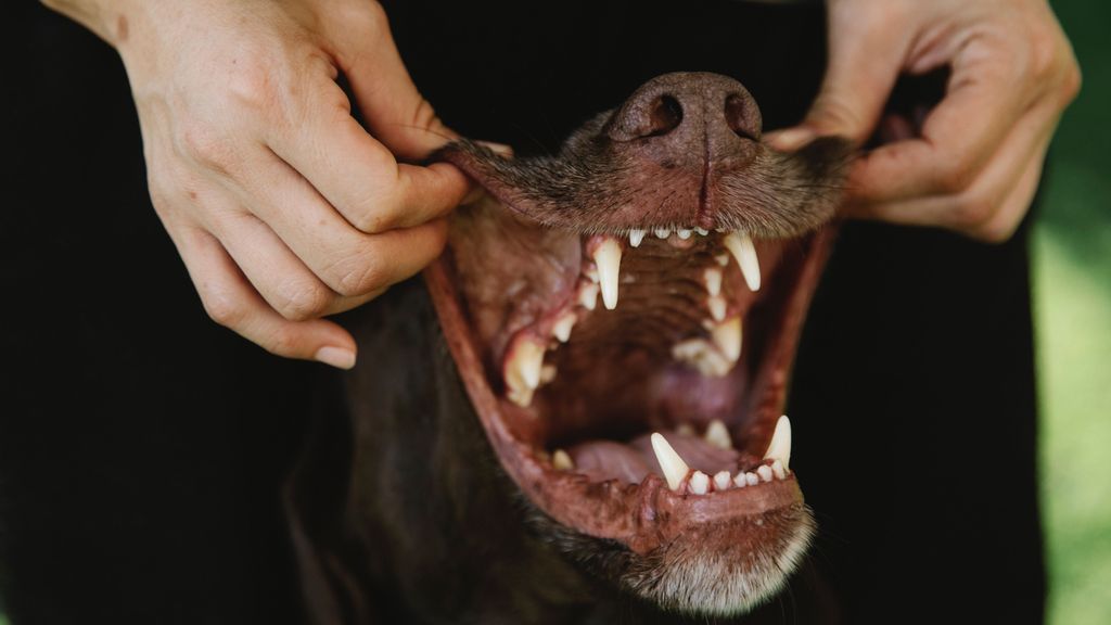 Protege la sonrisa de tu perro