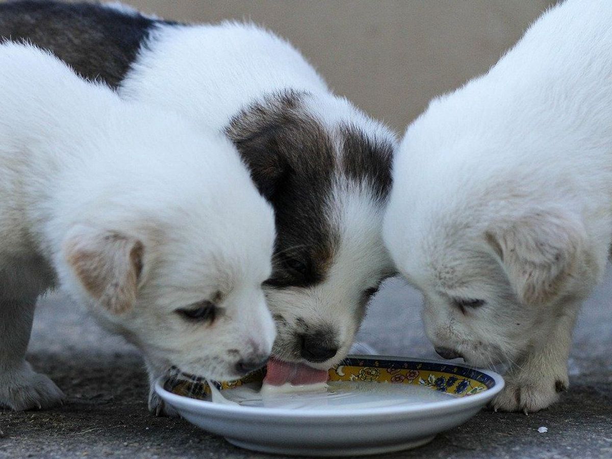 la leche de mascotas es buena para los perros