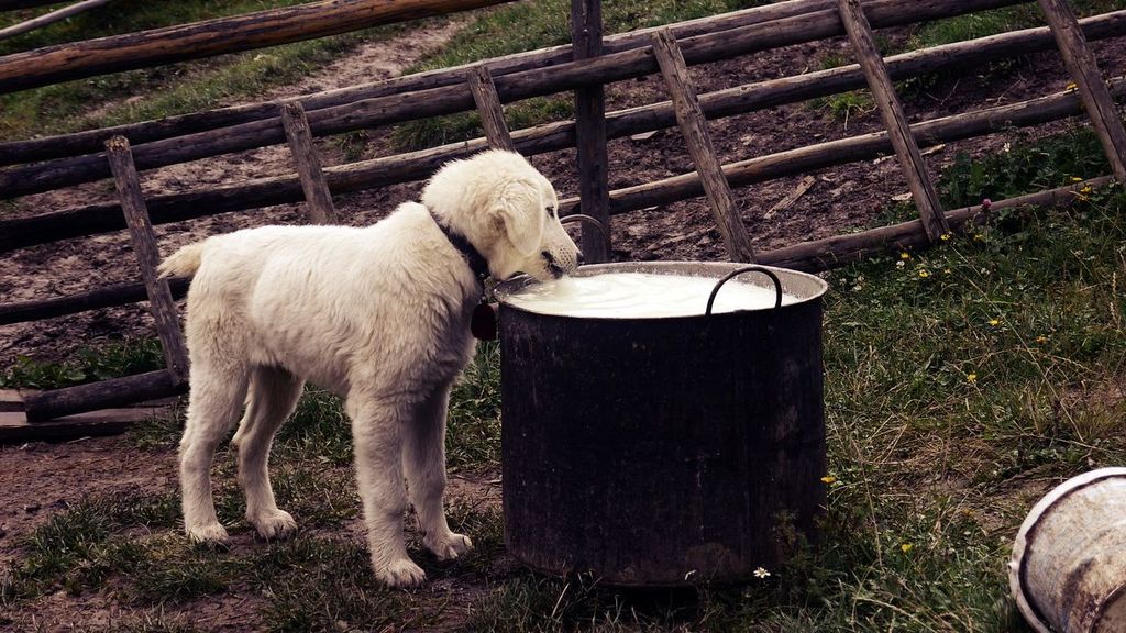 ¿Es la leche un buen alimento para nuestras mascotas?