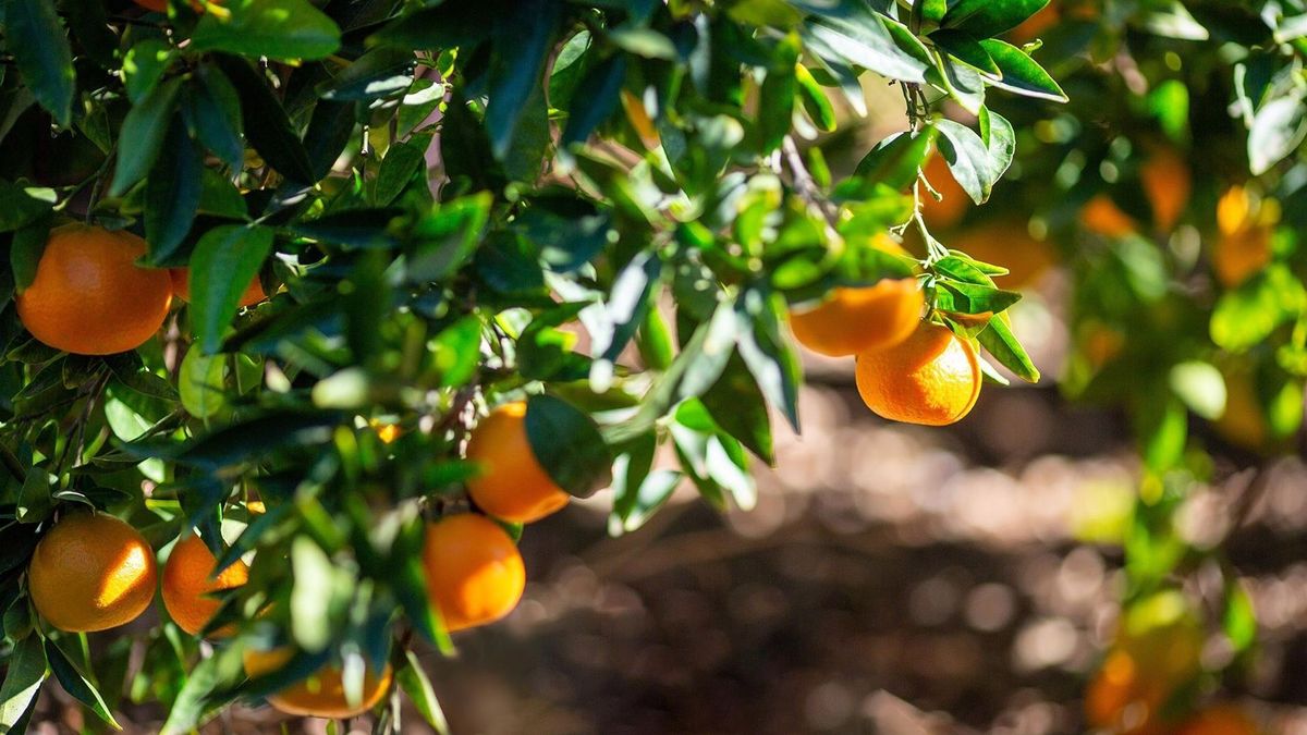 Mandarinas en el árbol