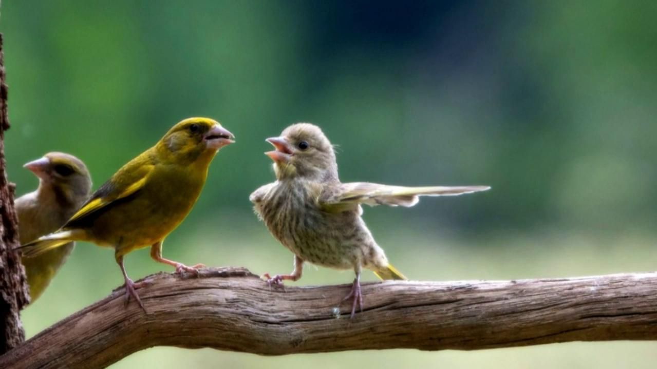 Premios Comedy Wildlife: naturaleza con humor