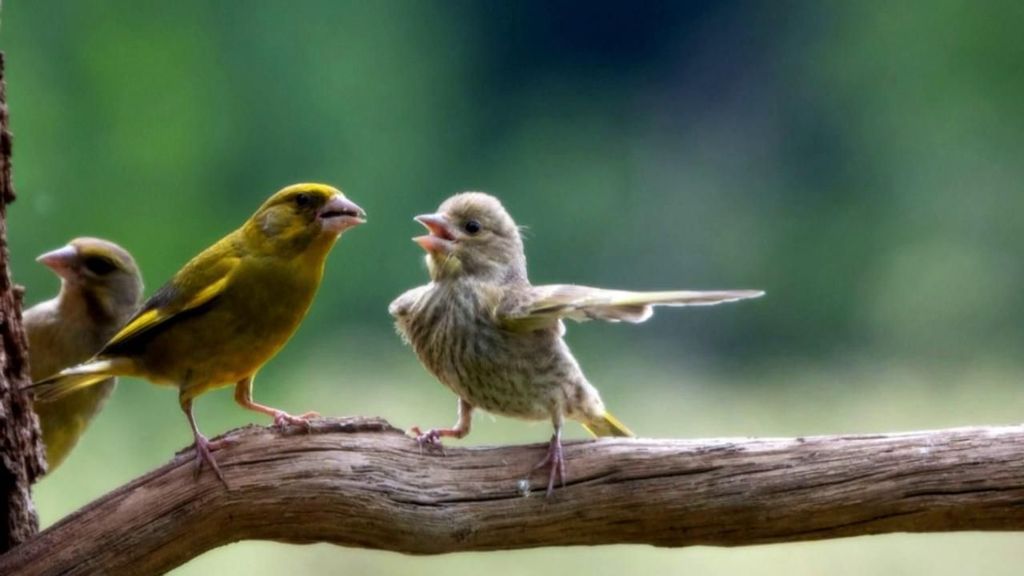 Premios Comedy Wildlife: naturaleza con humor