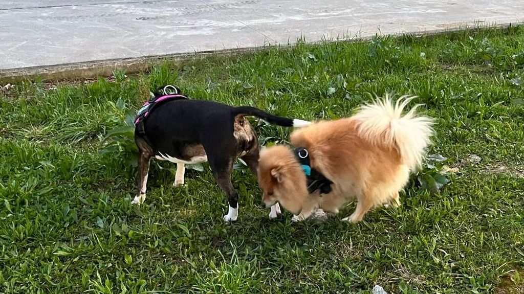 'Lola' y 'León' juegan en un parque