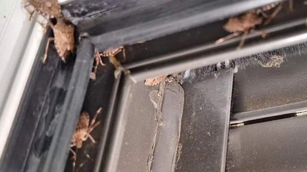 Plaga de chinches en España: cómo detectar si las tenemos en casa - La ...