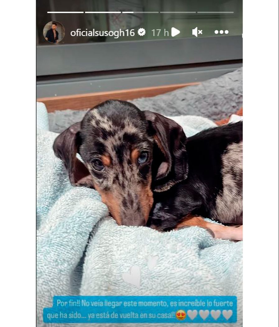 Suso Álvarez comunica feliz que su perro ya está en casa tras su ingreso