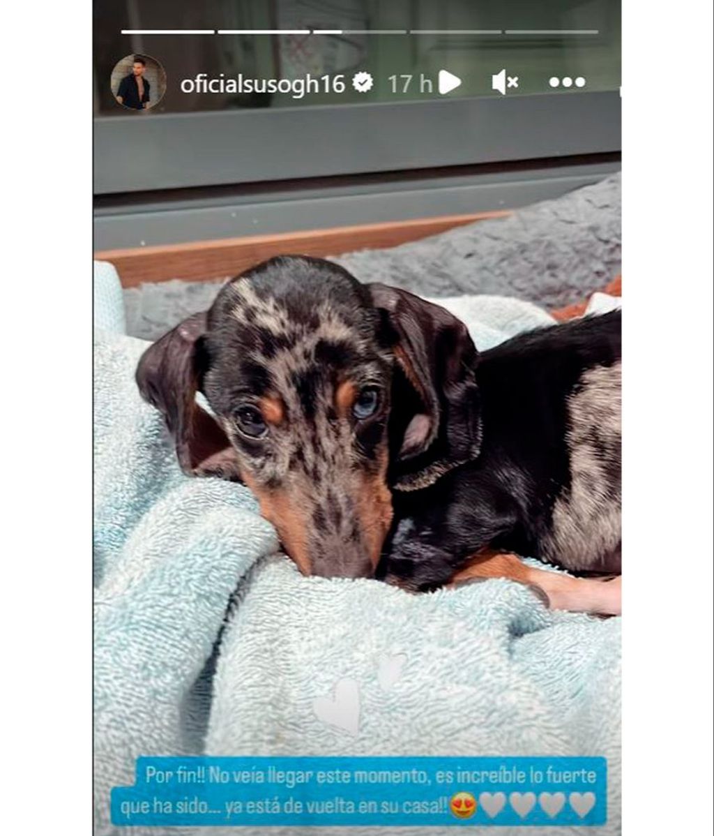 Suso Álvarez comunica feliz que su perro ya está en casa tras su ingreso