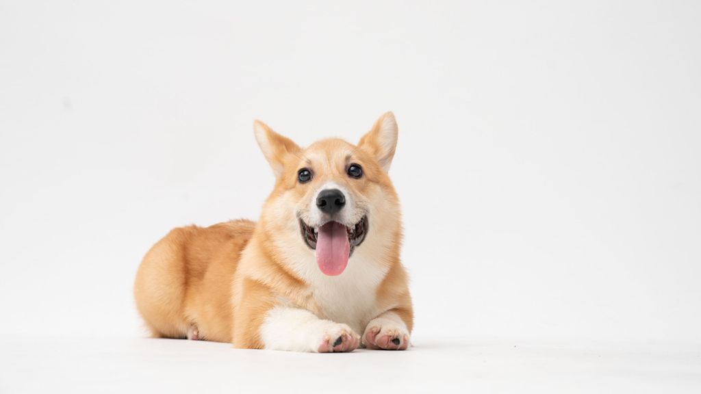 fatty corgi 1QsQRkxnU6I unsplash