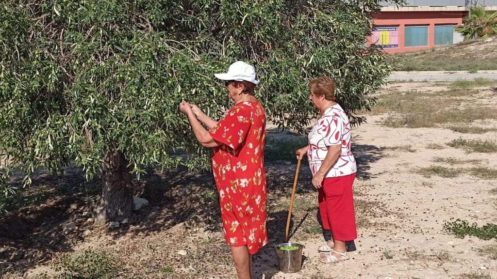 Beatriz y Vicenta, vecinas de Villajoyosa recogen aceitunas de sus olivos