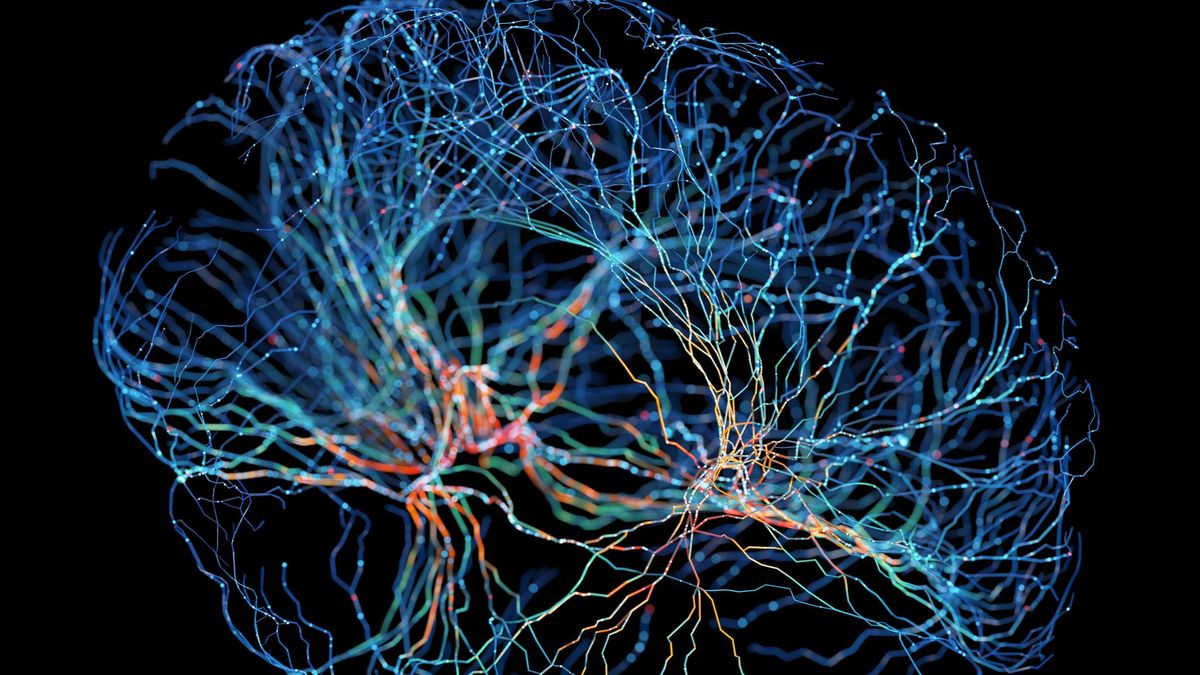 Científicos de todo el mundo crean el primer atlas del cerebro humano