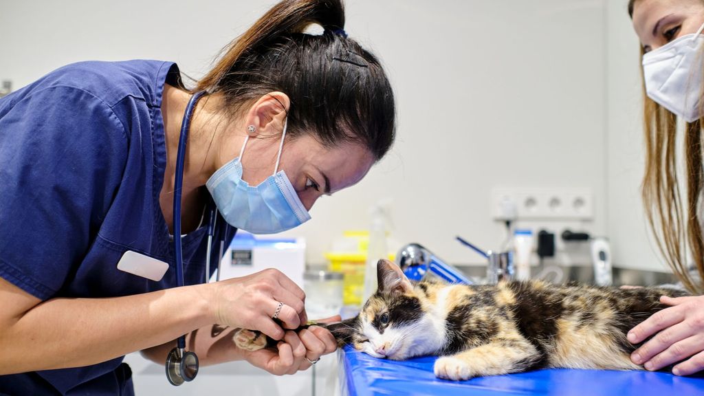 Mal pagá. La encomiable labor de los profesionales de la salud animal no está bien remunerada.