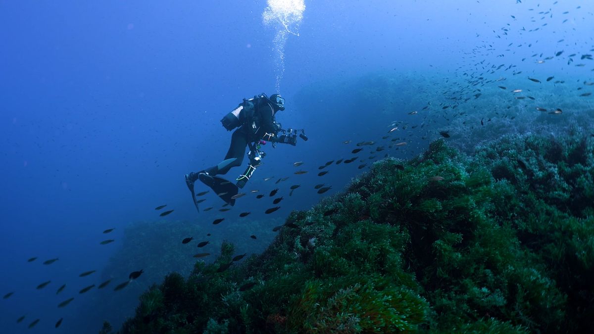 Un buzo de la Fundación Oceanogràfic bucea durante la Misión Skerki