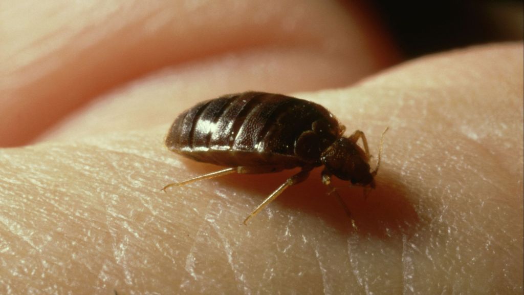 Las chinches llegan a Madrid: ¿cómo podemos identificar la picadura de este insecto?