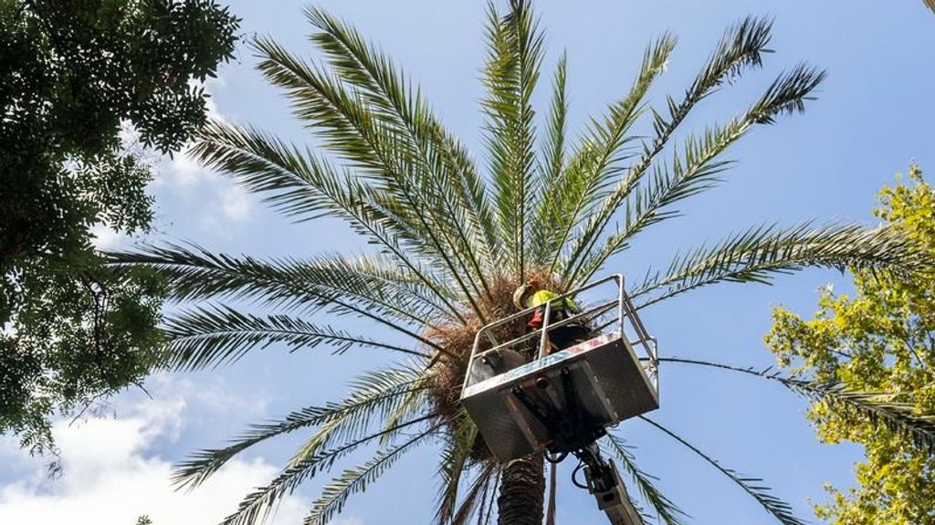 Un operario trabajando en lo alto de una palmera