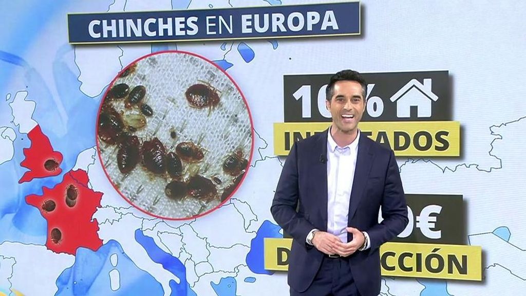 Plaga de Chinches en España: cómo detectar si las tenemos en casa
