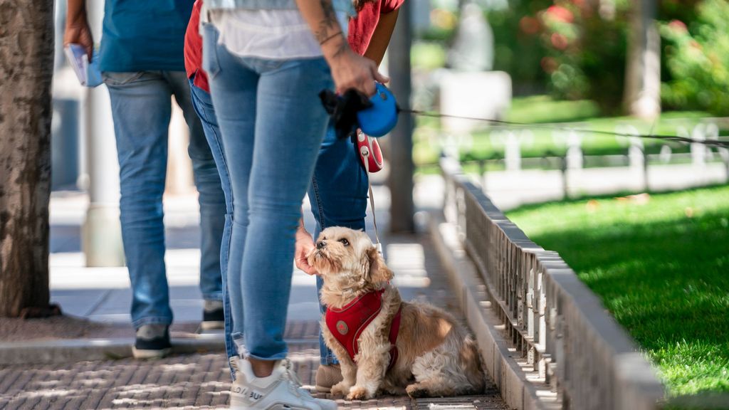 Un perro es acariciado por su dueño en la calle