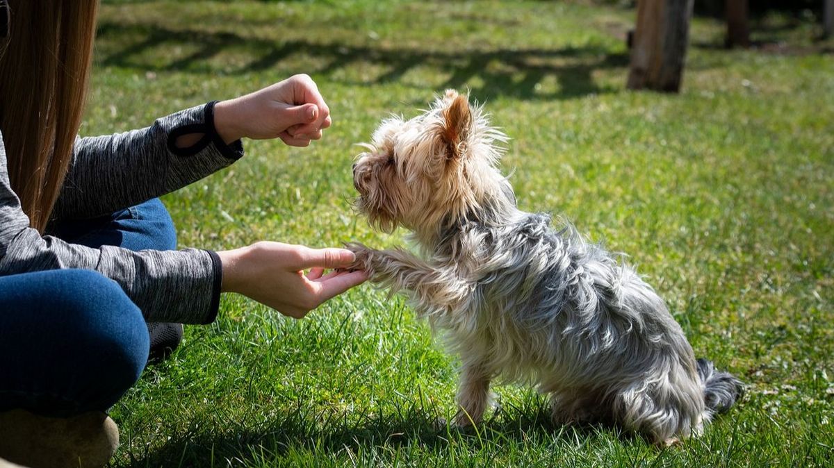 Un perro recibe una recompensa en un entrenamiento