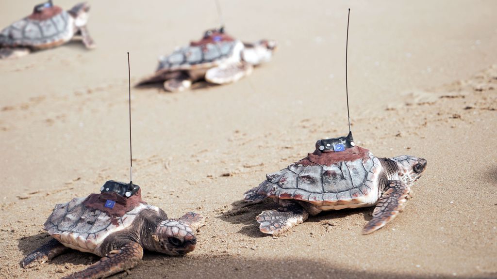 El Oceanogràfic de Valencia suelta al mar a las cuatro tortugas del nido de 2022 de Guardamar del Segura