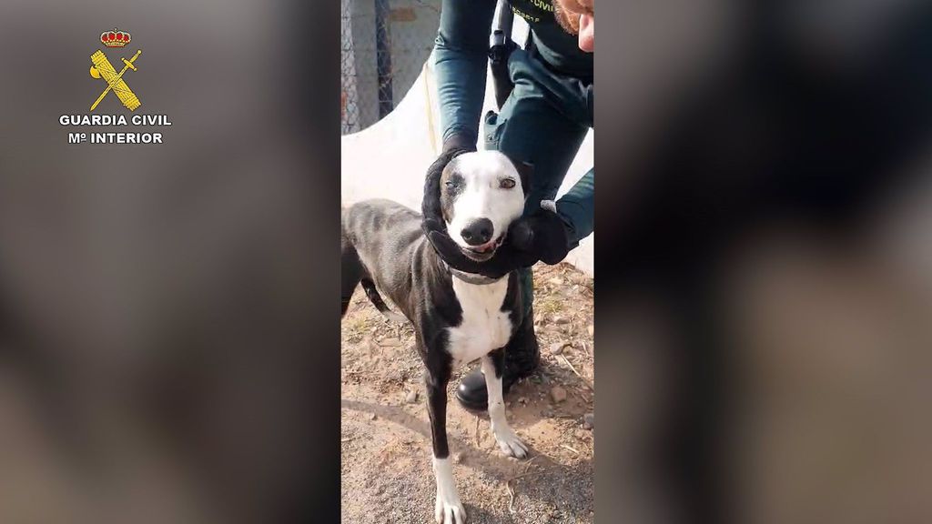 Investigado el dueño de una perra en Castellón por cortarle piezas dentales y arrancarle otras