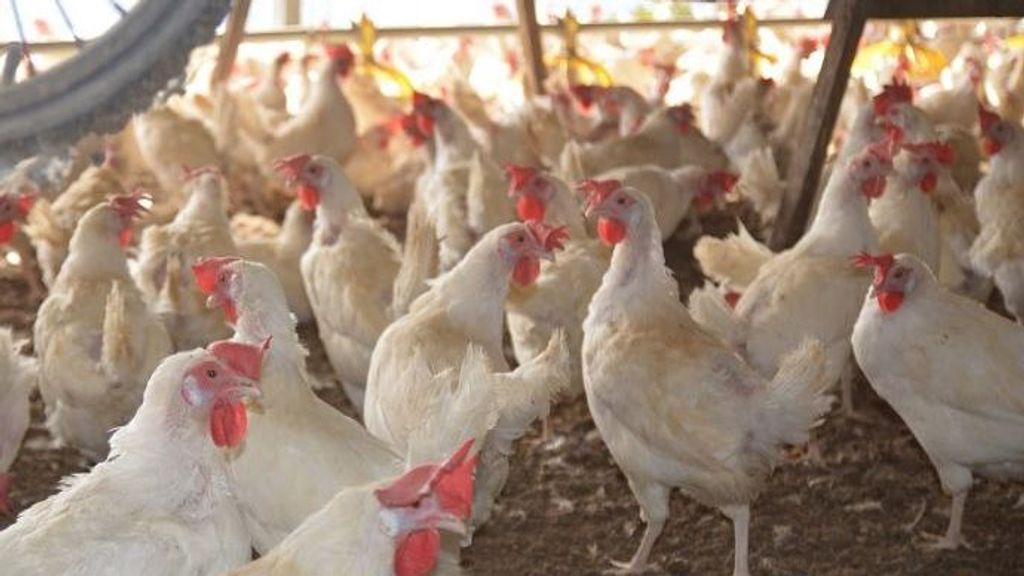 Los ganaderos españoles advierten del fuerte impacto económico de la nueva normativa europea de bienestar animal