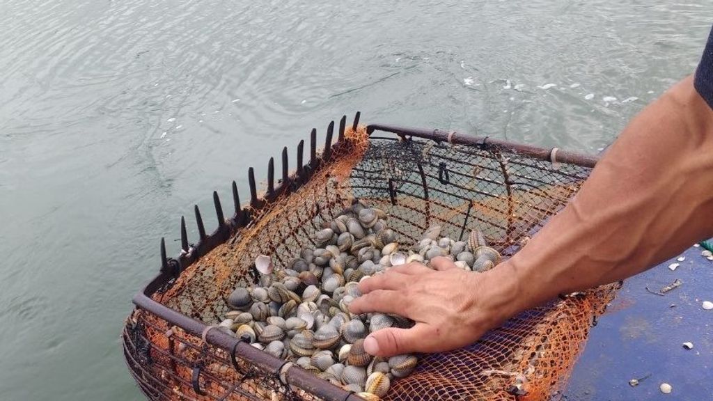 La escasez de marisco en las rías enciende las alarmas en la costa gallega