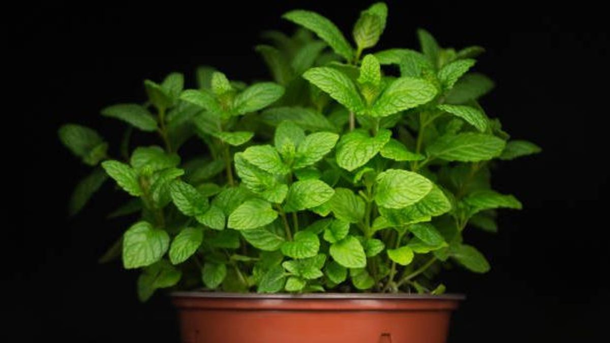 Adiós a las chinches en casa: ¿qué plantas aromáticas ayudan a exterminarlas?