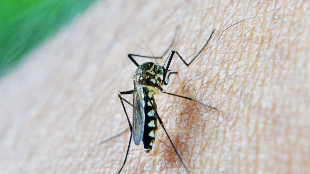 Detectan el virus del Nilo en mosquitos capturados en pueblos de Sevilla y Huelva