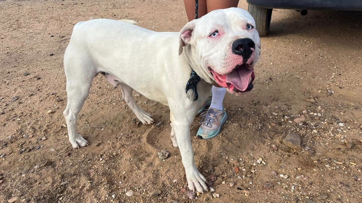 Perro abandonado en un campo en Lepe (Huelva)