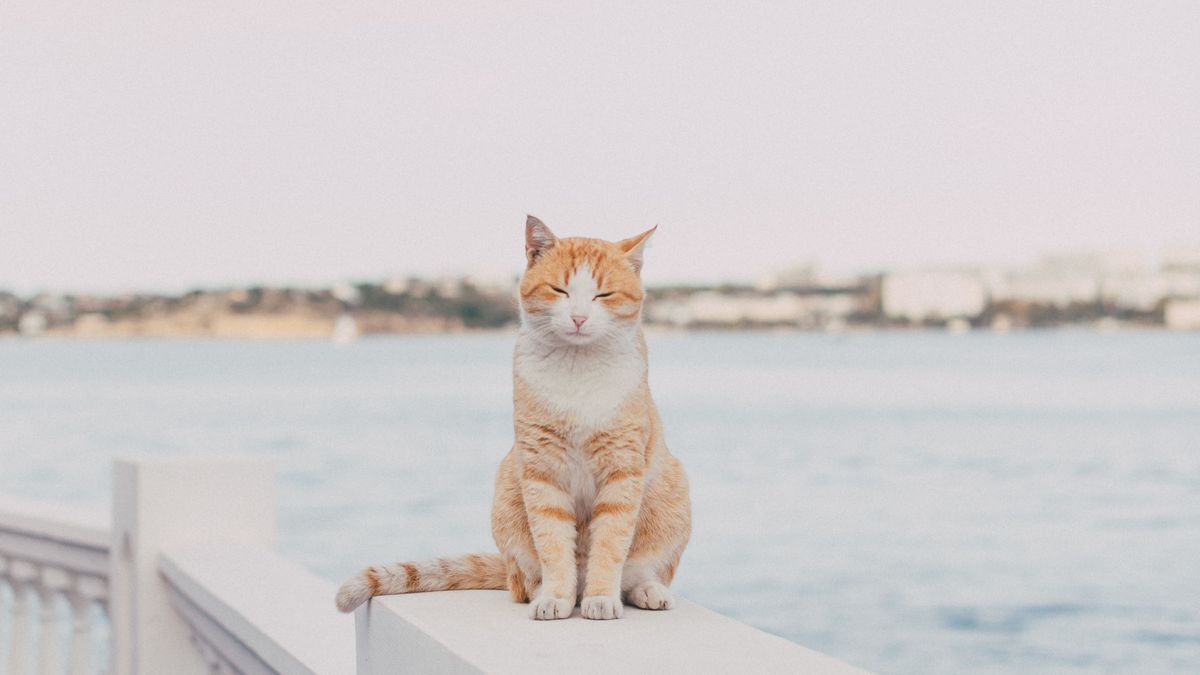 Un gato posado frente al mar