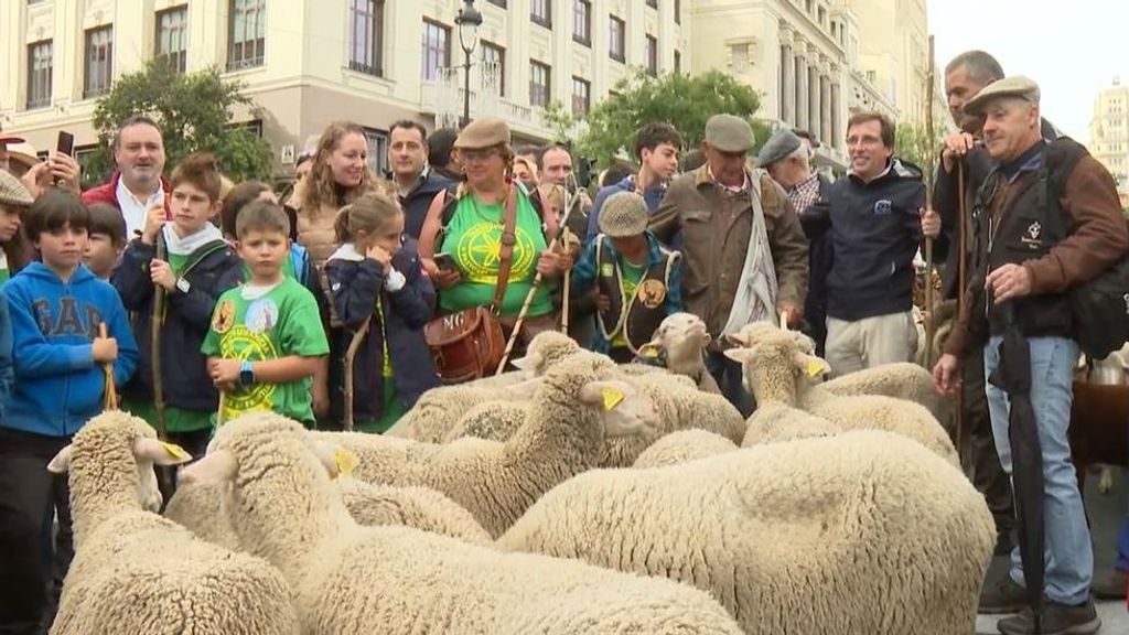 El alcalde de Madrid hace sus pinitos como pastor en la Fiesta de la Trashumancia