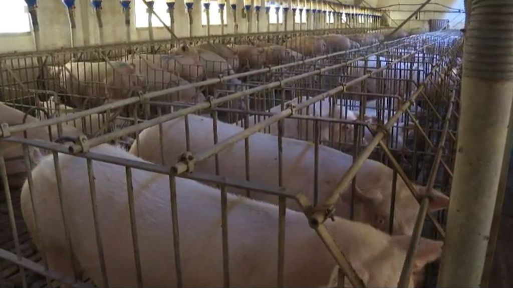 Los agricultores denuncian que la norma de bienestar animal de la UE podría triplicar el precio del conejo, el pollo y el cerdo