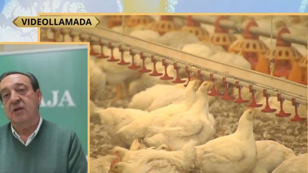 El precio del pollo podría triplicarse en España: "Podríamos pagar hasta 20 euros por una pechuga de pollo"