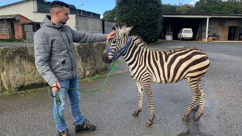 Xabier Paz, propietario de la Finca Enxebreza, acaricia la cabeza de Stripe