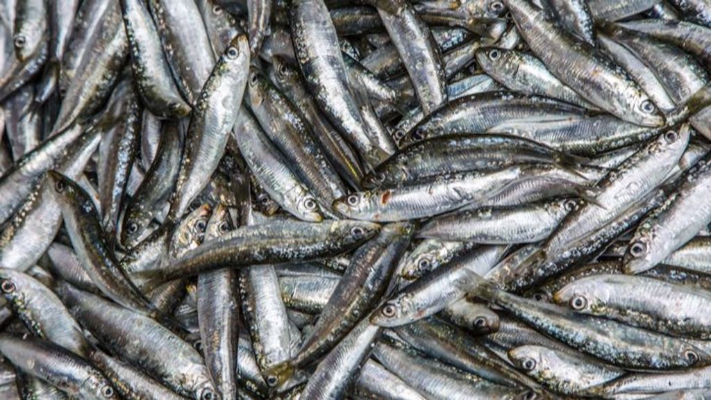 Investigan la procedencia de centenares de sardinas muertas en la playa de Ares, La Coruña
