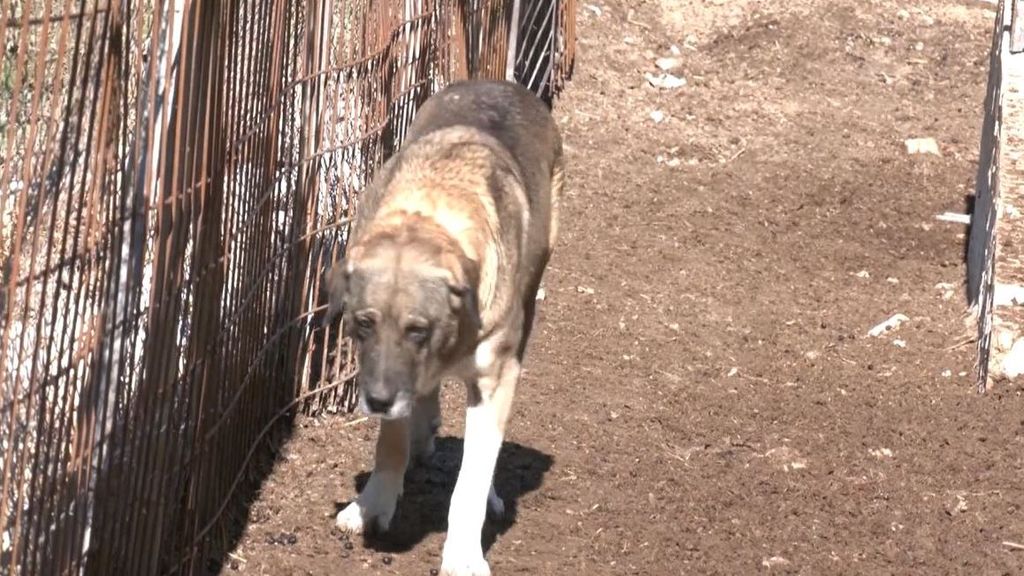 Sueltos y sin control: así estaban los perros que atacaron mortalmente a una joven en Zamora