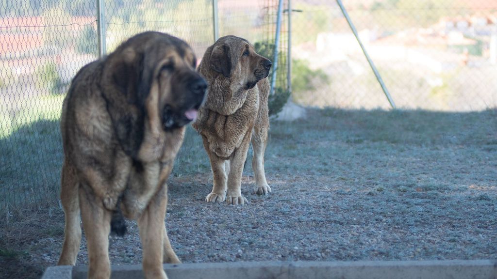 Un adiestrador canino tras el ataque mortal de Arancha: "El mastín no es un perro peligroso"