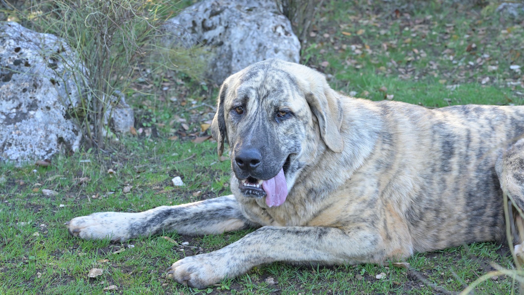 muerden los perros ganaderos