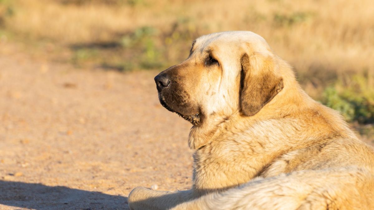 El ataque mortal de unos perros pastores en Zamora despierta la pregunta de cómo actuar con los mastines en el campo