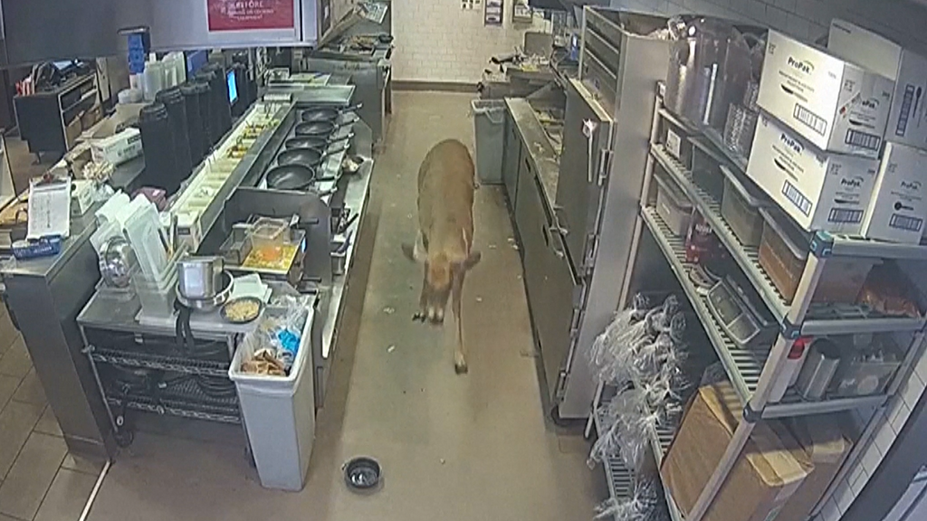 Un restaurante de Wisconsin recibe la visita inesperada de un ciervo