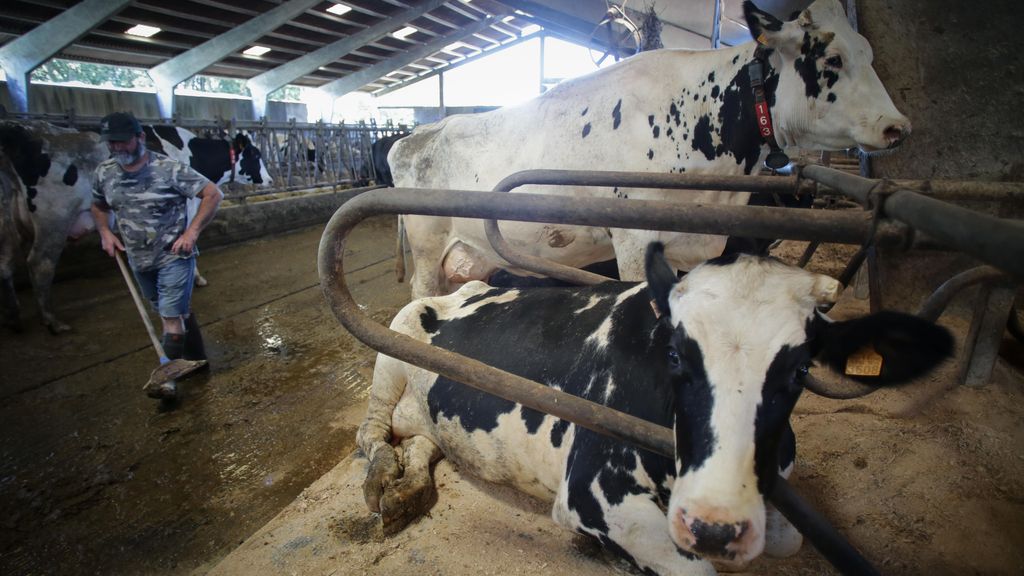 Un ganadero junto a vacas de una ganadería de lácteo en Chantada, Lugo.