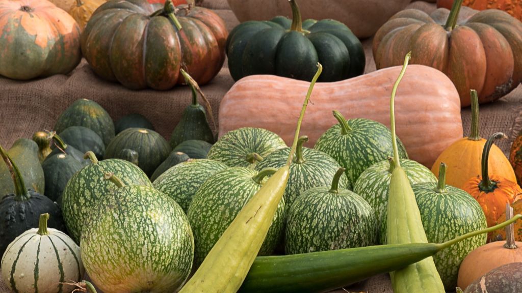 Expo Calabazas. Detalle