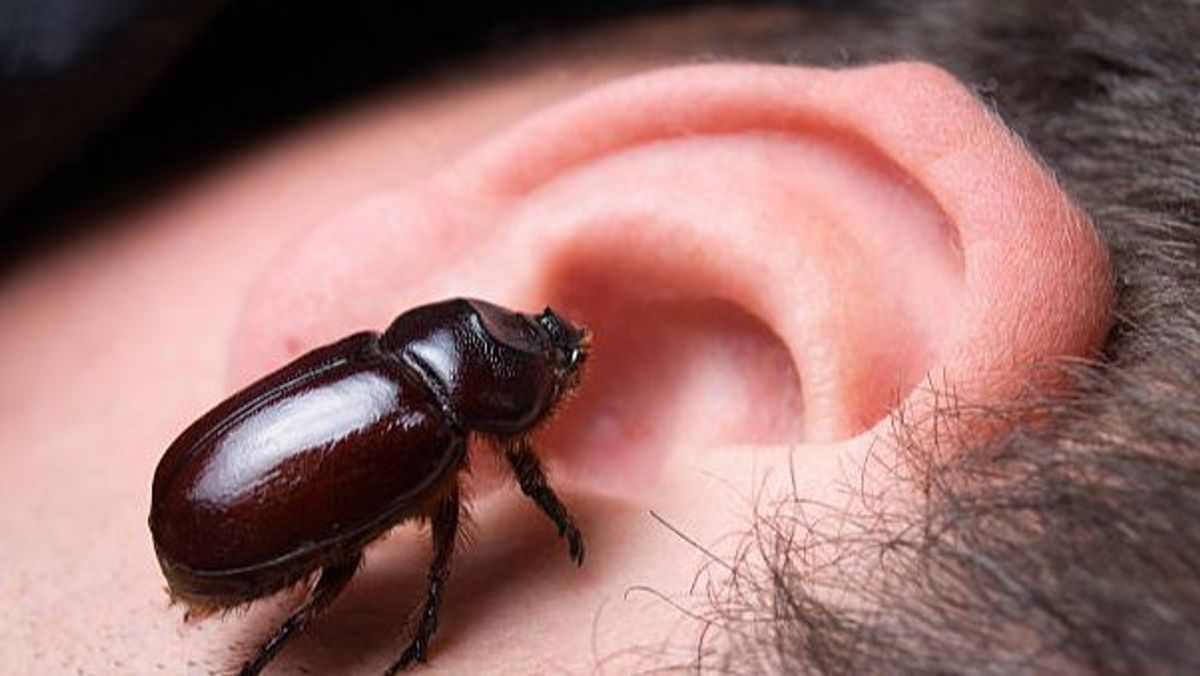 Arañas e insectos en el interior del oído: ¿cómo actuar y qué debemos hacer?