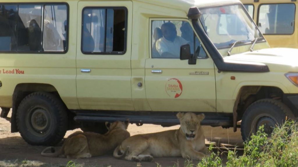 Vaguedad felina: las leonas aprovechan los vehículos de los turistas para cazar